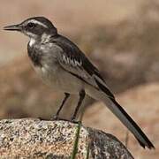 African Pied Wagtail