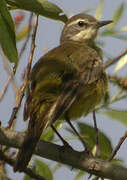 Western Yellow Wagtail