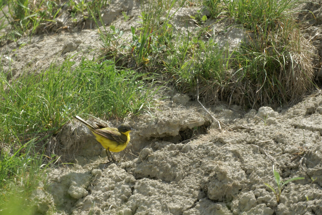 Western Yellow Wagtail