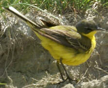 Western Yellow Wagtail