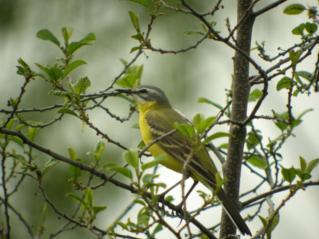 Western Yellow Wagtail