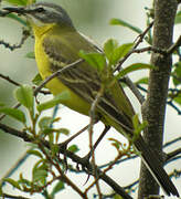 Western Yellow Wagtail