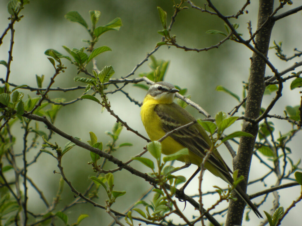 Western Yellow Wagtail