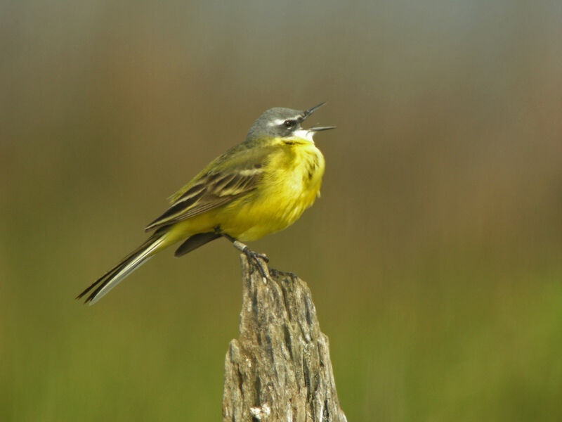 Western Yellow Wagtail