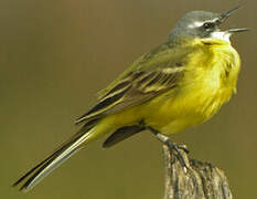 Western Yellow Wagtail