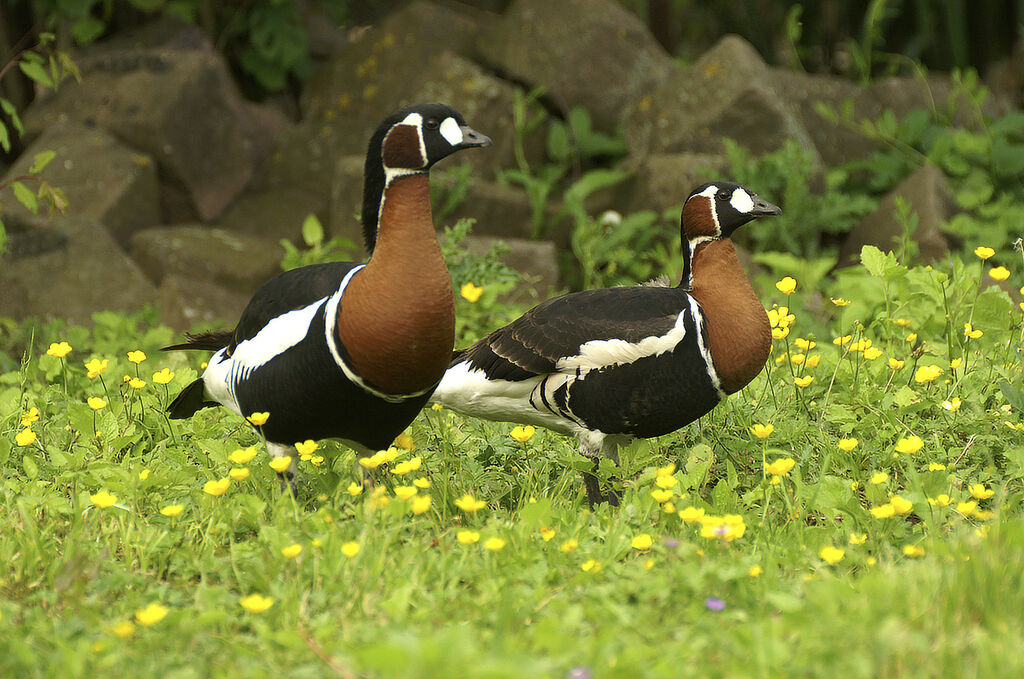 Red-breasted Goose 