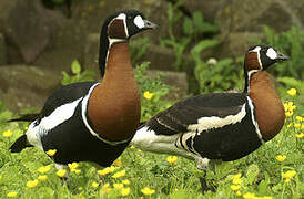 Red-breasted Goose