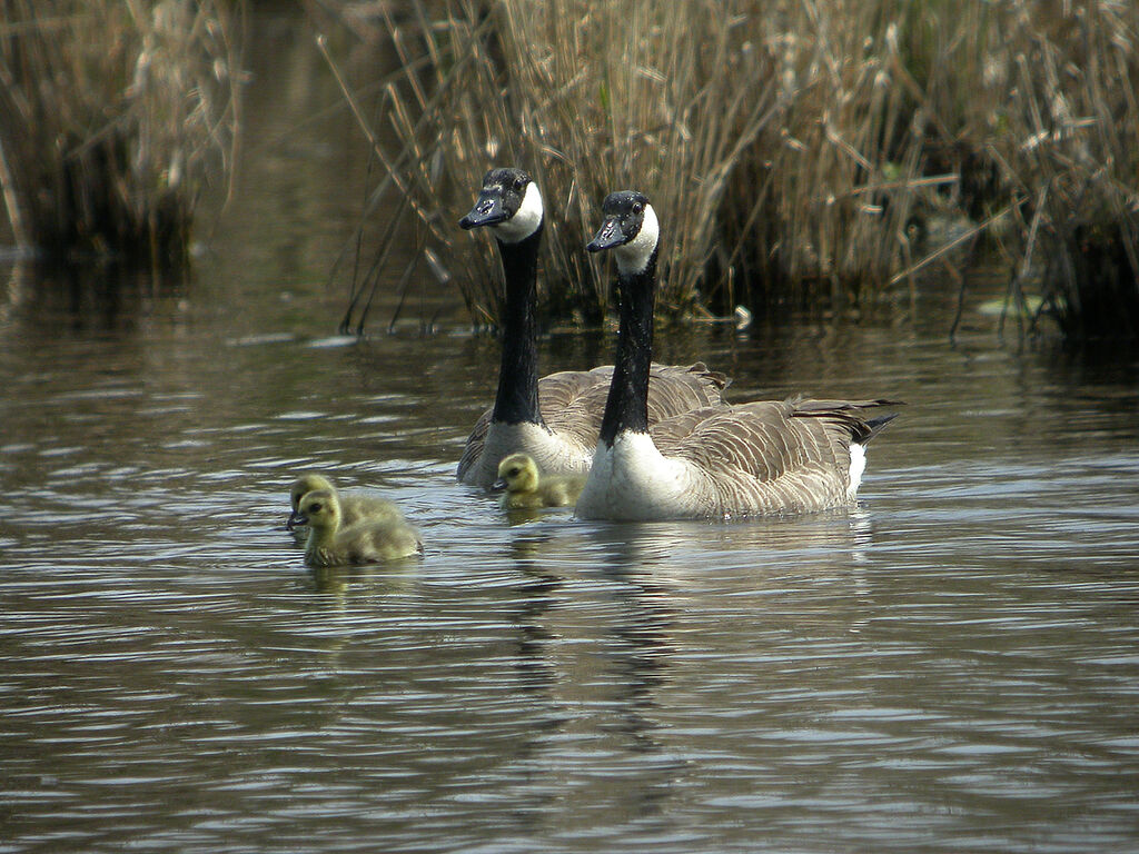 Canada Goose