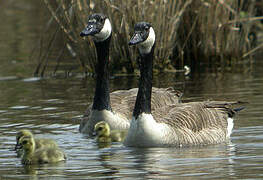 Canada Goose