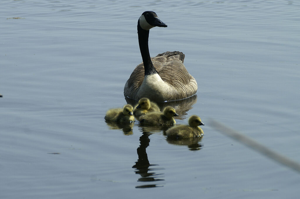 Canada Goose