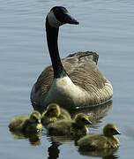 Canada Goose