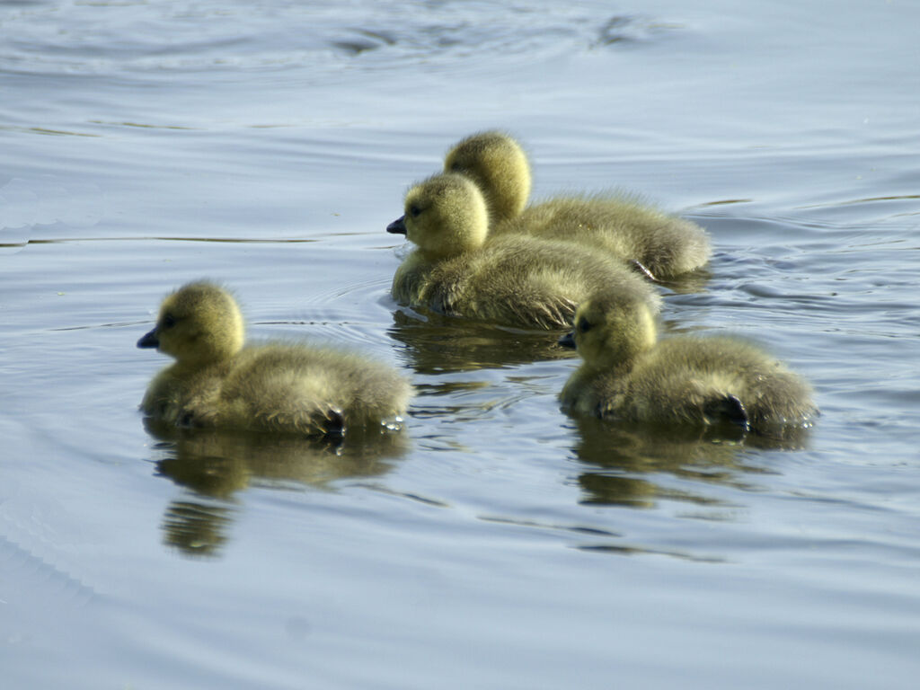 Canada Goose