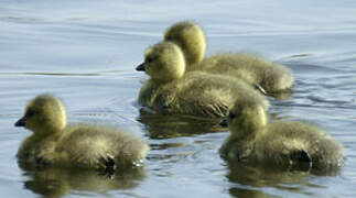 Canada Goose