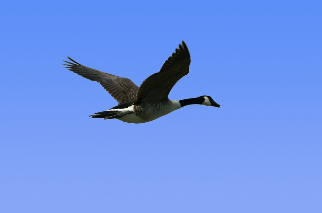 Canada Goose