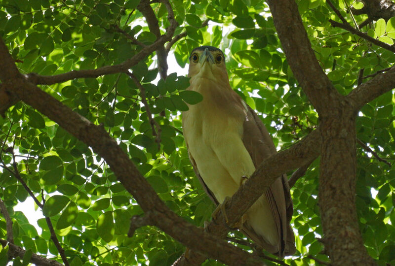 Nankeen Night Heron