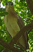 Nankeen Night Heron