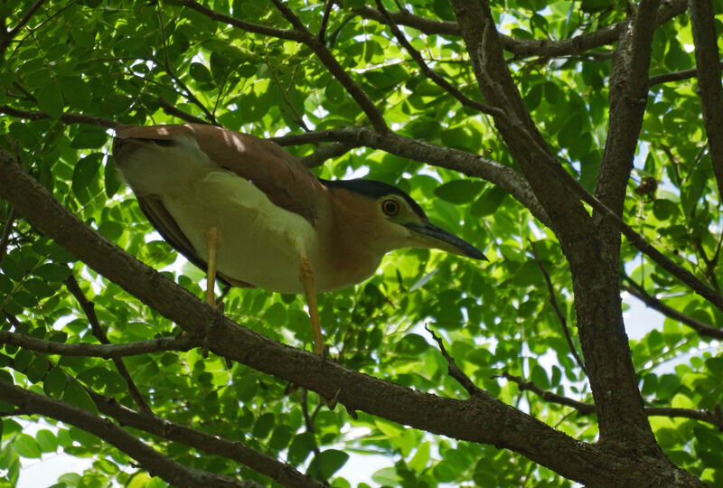 Nankeen Night Heron