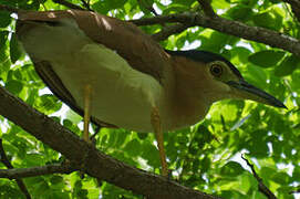 Nankeen Night Heron