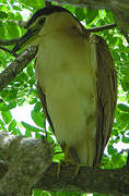 Nankeen Night Heron