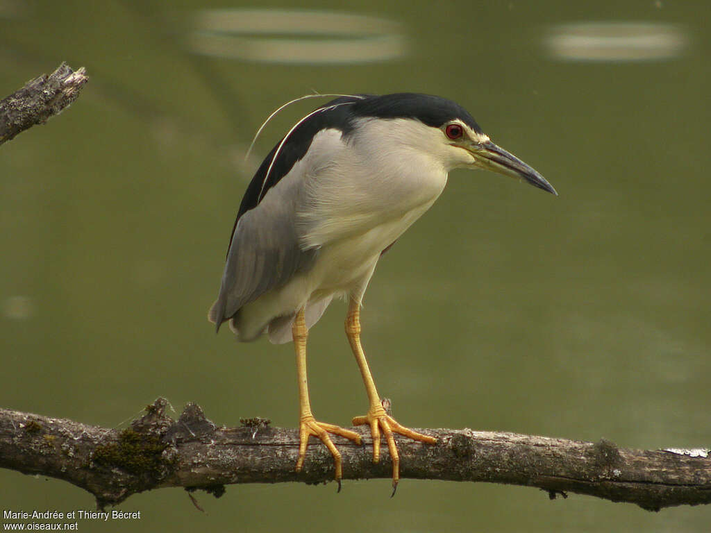 Black-crowned Night Heron