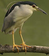 Black-crowned Night Heron