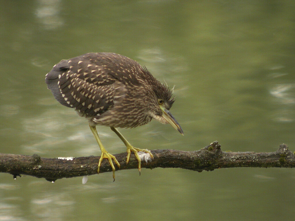 Black-crowned Night Heron