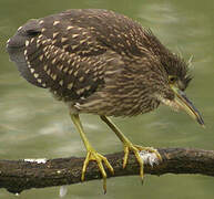 Black-crowned Night Heron