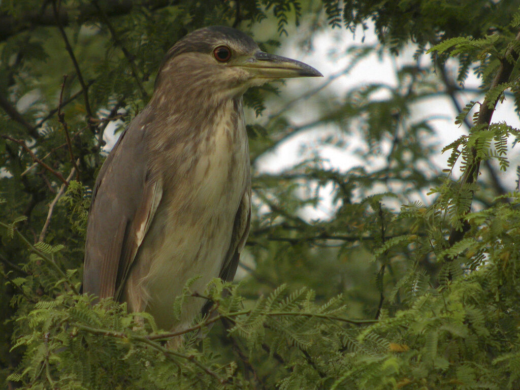 Black-crowned Night Heron