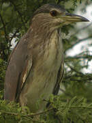 Black-crowned Night Heron