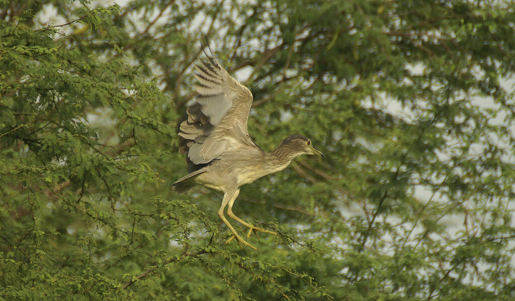 Black-crowned Night Heron