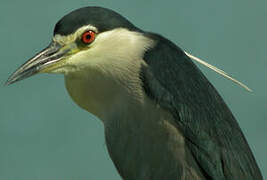 Black-crowned Night Heron