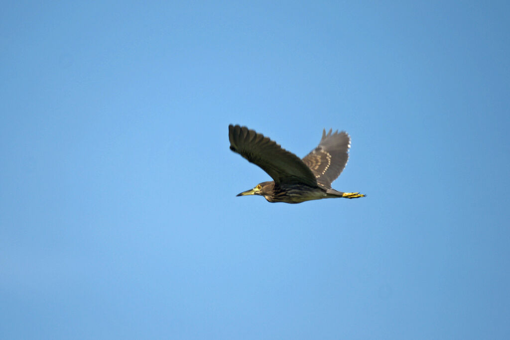 Black-crowned Night Heron