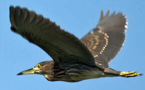 Black-crowned Night Heron