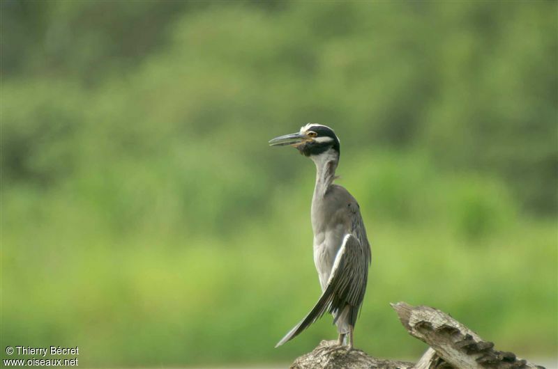 Yellow-crowned Night Heron