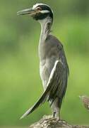 Yellow-crowned Night Heron