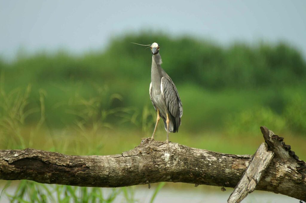 Yellow-crowned Night Heron