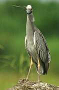 Yellow-crowned Night Heron