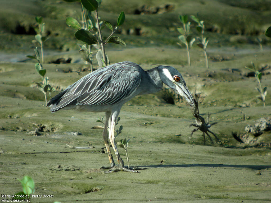 Yellow-crowned Night Heronadult, feeding habits, fishing/hunting