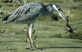 Yellow-crowned Night Heron