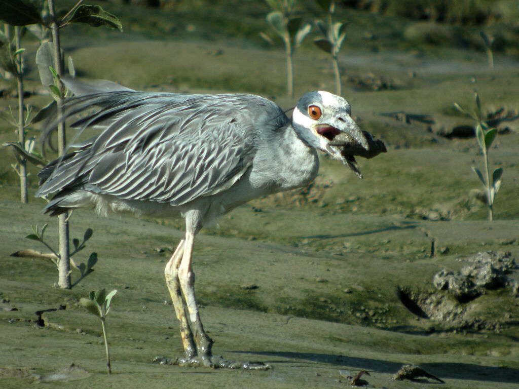 Yellow-crowned Night Heron