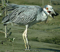 Yellow-crowned Night Heron