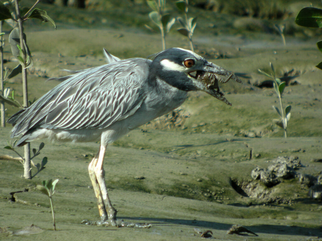 Yellow-crowned Night Heron