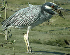 Yellow-crowned Night Heron