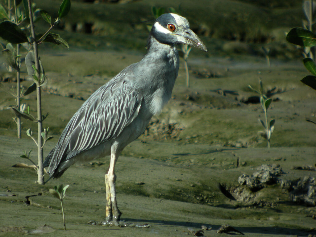 Yellow-crowned Night Heron