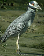 Yellow-crowned Night Heron