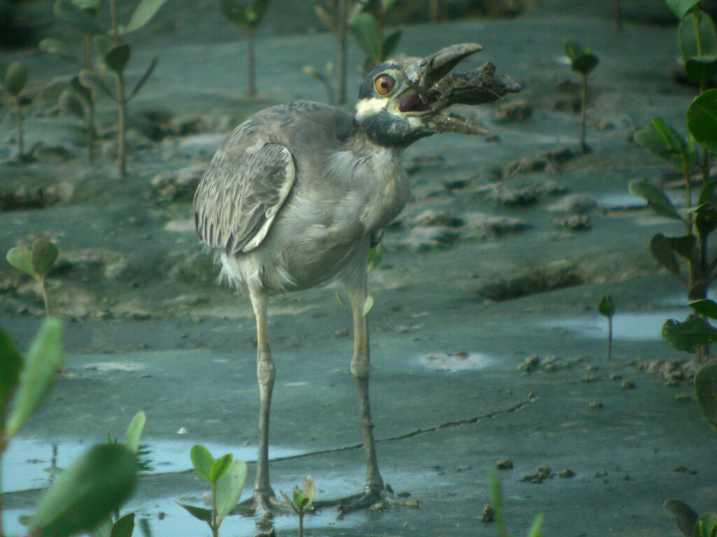 Yellow-crowned Night Heron