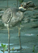 Yellow-crowned Night Heron