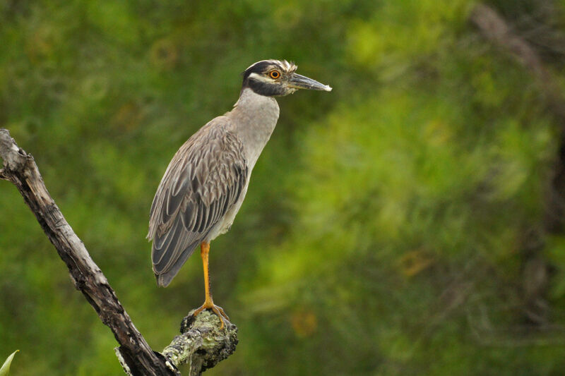 Yellow-crowned Night Heron