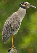 Yellow-crowned Night Heron