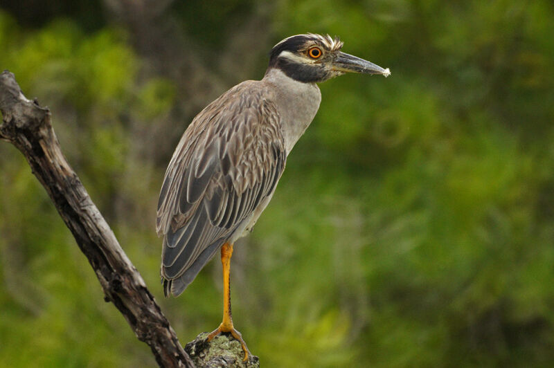 Yellow-crowned Night Heron